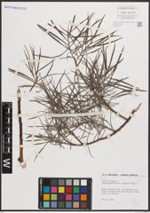 Foto von Salix eleagnos subsp. angustifolia (Cariot) Rech. f.